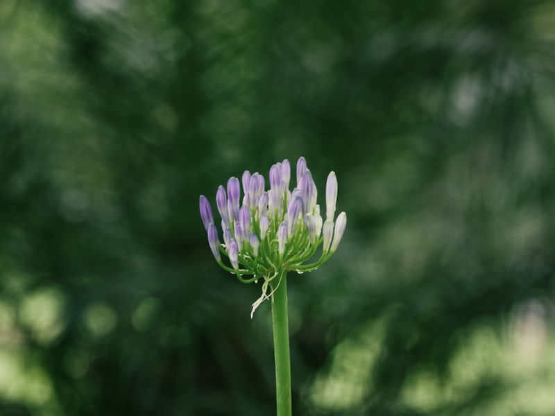 GREEN FLOWERING