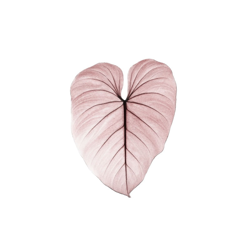 NATUREZA COR 070 LVD