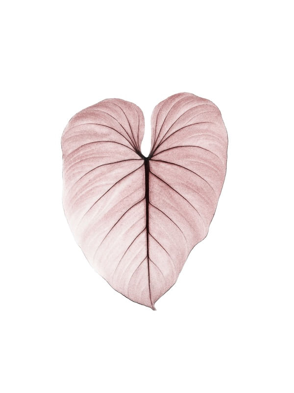 NATUREZA COR 071 LVD