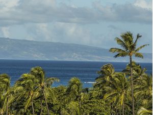 ENTRE COQUEIROS (MAUI, HAWAII)