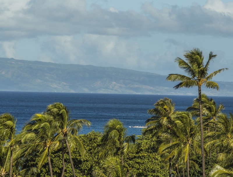 ENTRE COQUEIROS (MAUI, HAWAII)