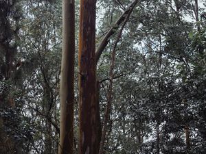 ARBOREUM III