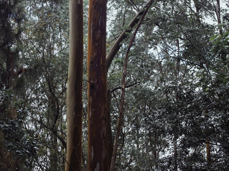 ARBOREUM III