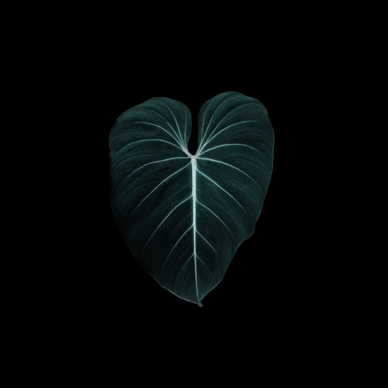 NATUREZA COR 068 LVD