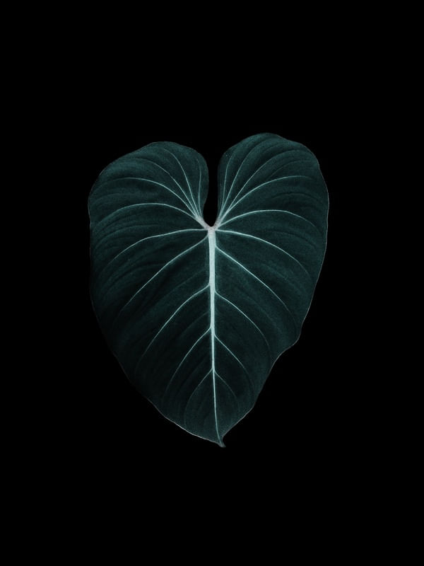 NATUREZA COR 069 LVD