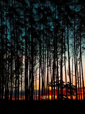 A PINE FOREST