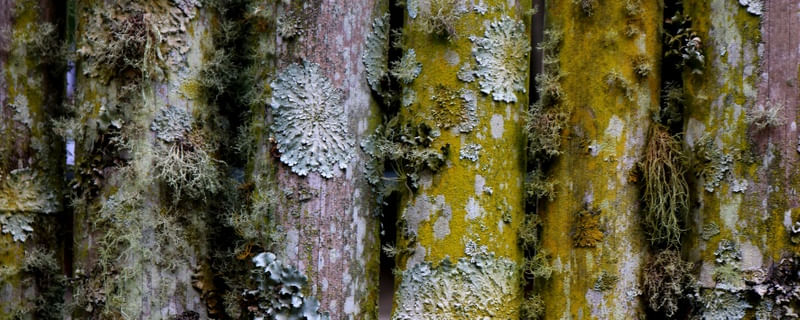 EFEITOS DA NATUREZA
