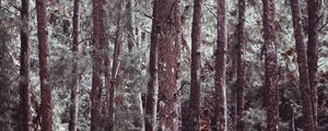 FALL FOREST