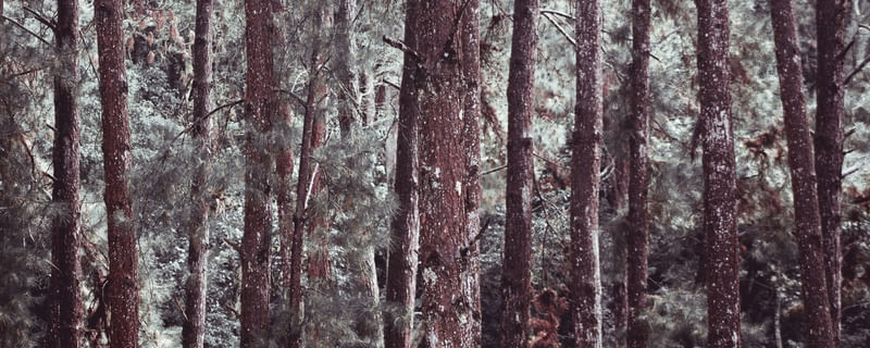 FALL FOREST