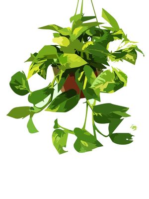 VERDE PARA QUAL JIBOIA ?
