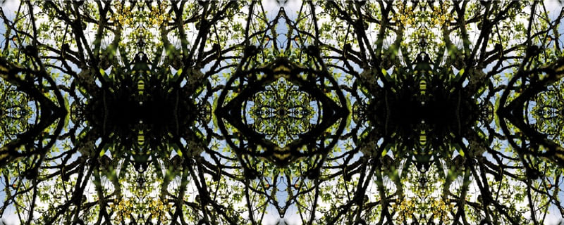 PHLORAL 03