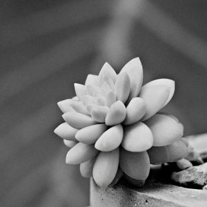 PEQUENA SUCULENTA 01