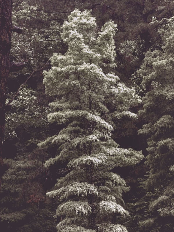 THE FALL FOREST