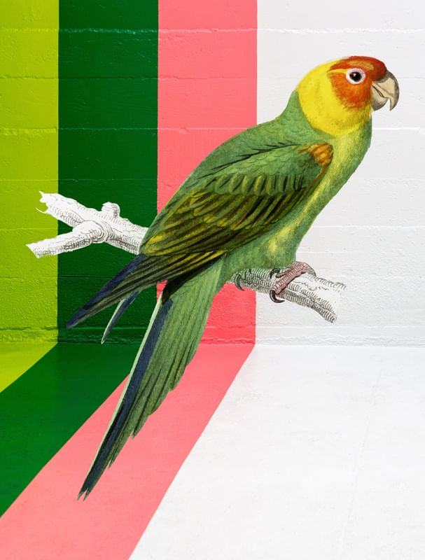GRAFFITI BIRD