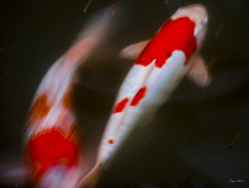 KOI - BOA SORTE