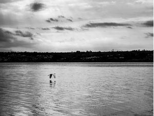 PÁSSARO VOANDO SOBRE LAGO