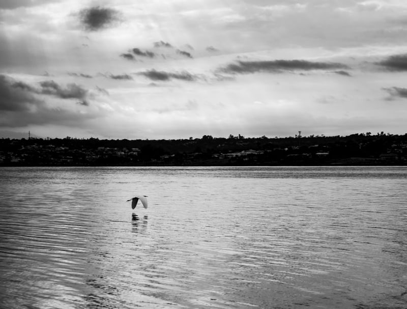 PÁSSARO VOANDO SOBRE LAGO