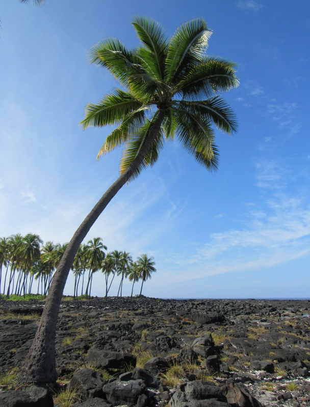 HAWAII 4