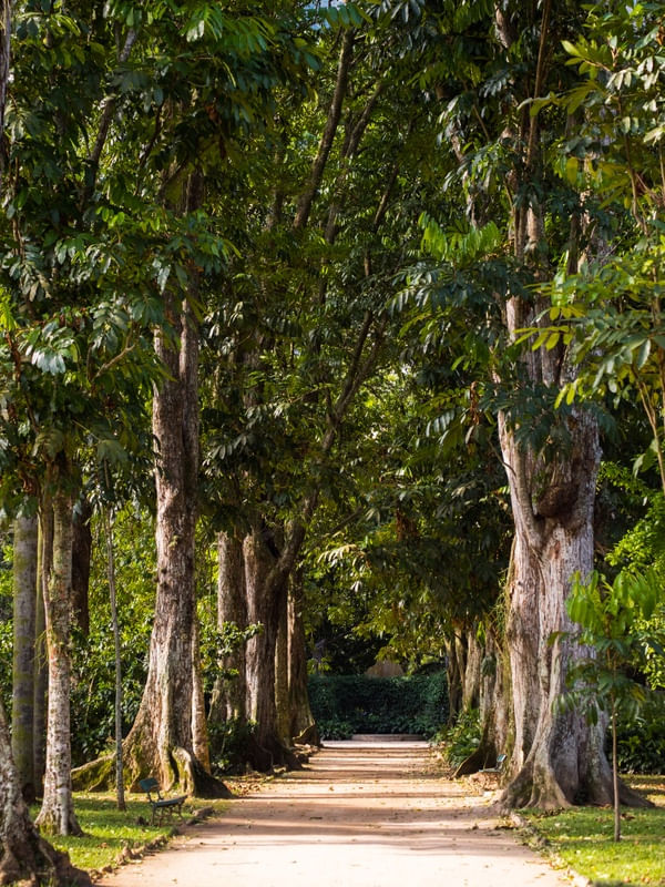 CAMINHOS NO JARDIM BOTÂNICO