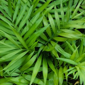 FOLHAS DE PALMEIRA 10