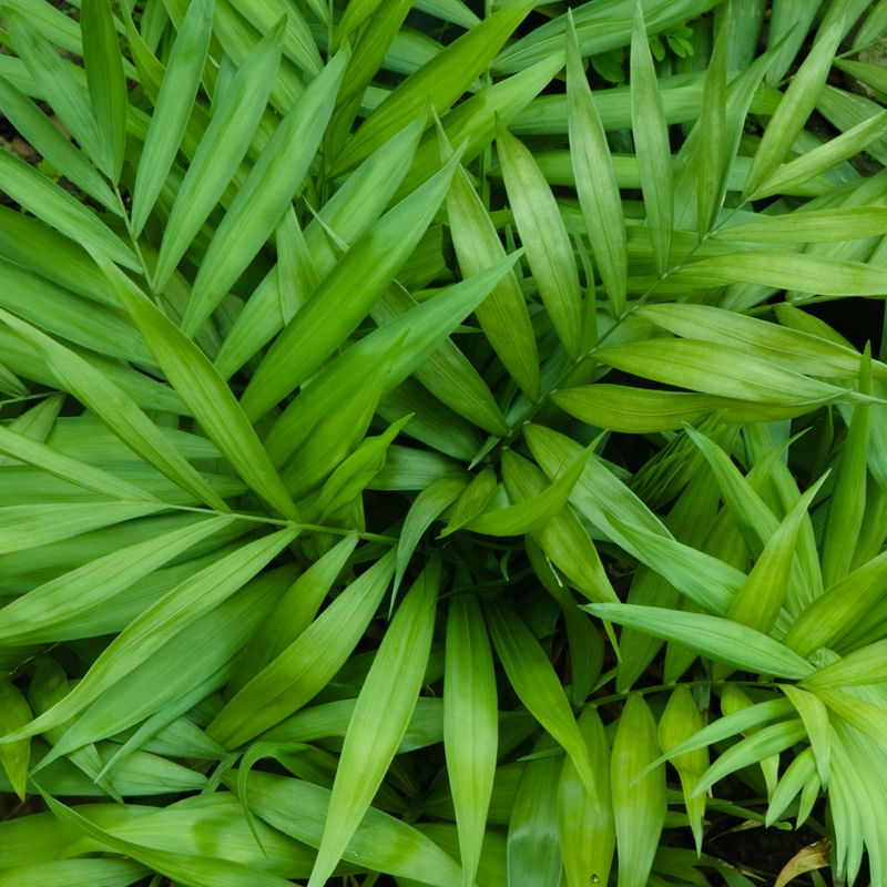 FOLHAS DE PALMEIRA 10