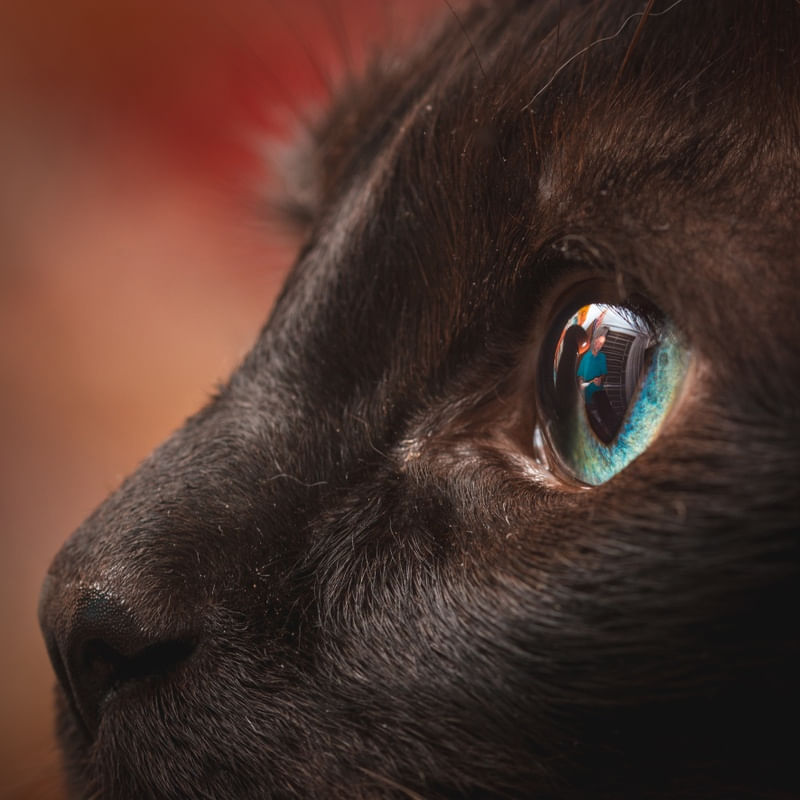 NOS OLHOS DE QUEM VÊ