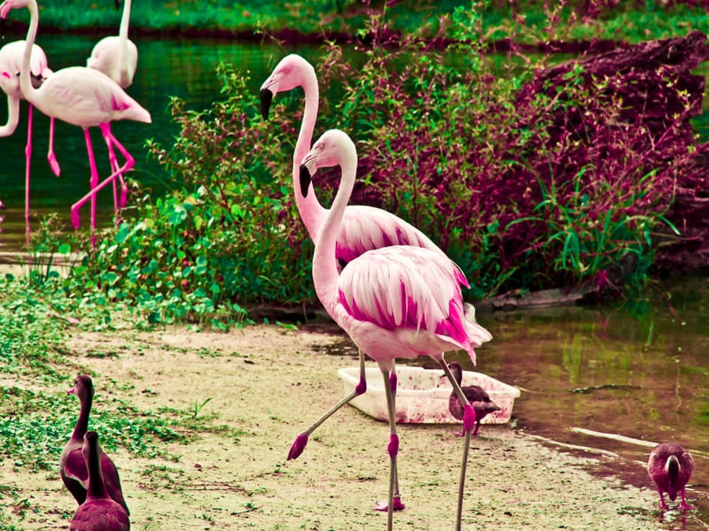 FLAMINGUS