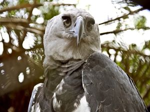 HARPIA
