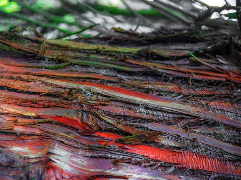 TEXTURA ABSTRATA