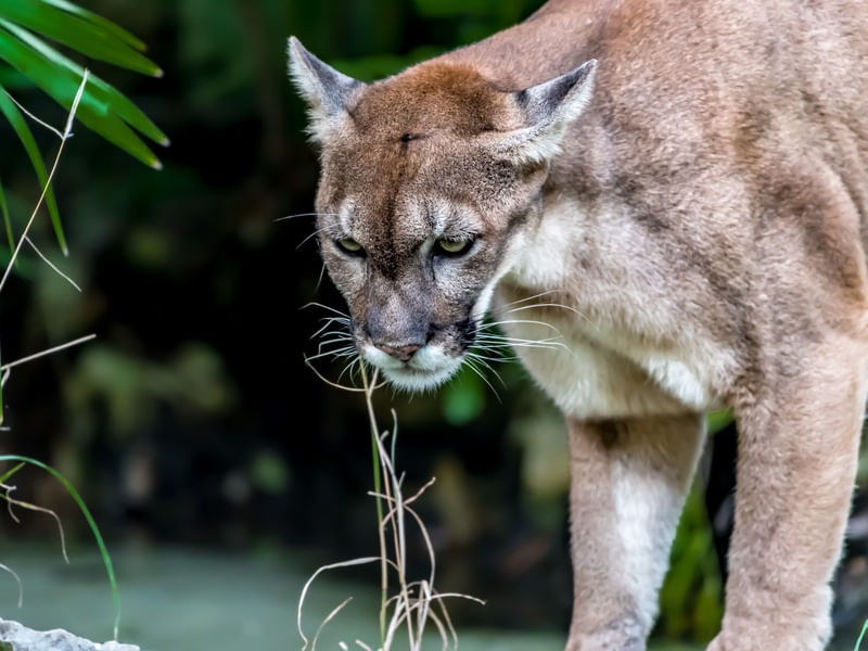 PUMA