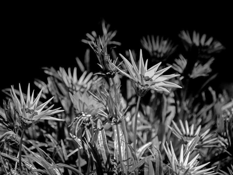 FLOR DOS PAMPAS 2