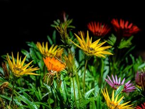 FLOR DOS PAMPAS 3