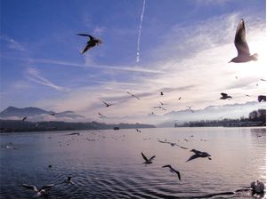 VÖGEL