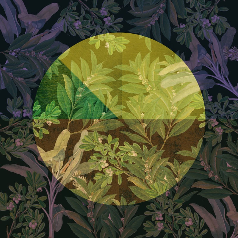 CIRCLE LEAVES 005