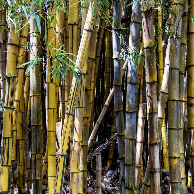 BAMBU AMARELO 1118