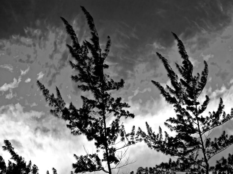 PINUS