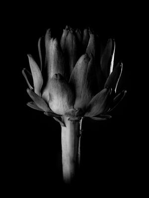 ALCACHOFRA FINEART