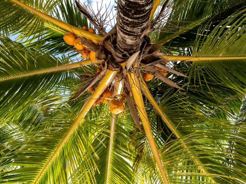 NA SOMBRA DO COQUEIRO