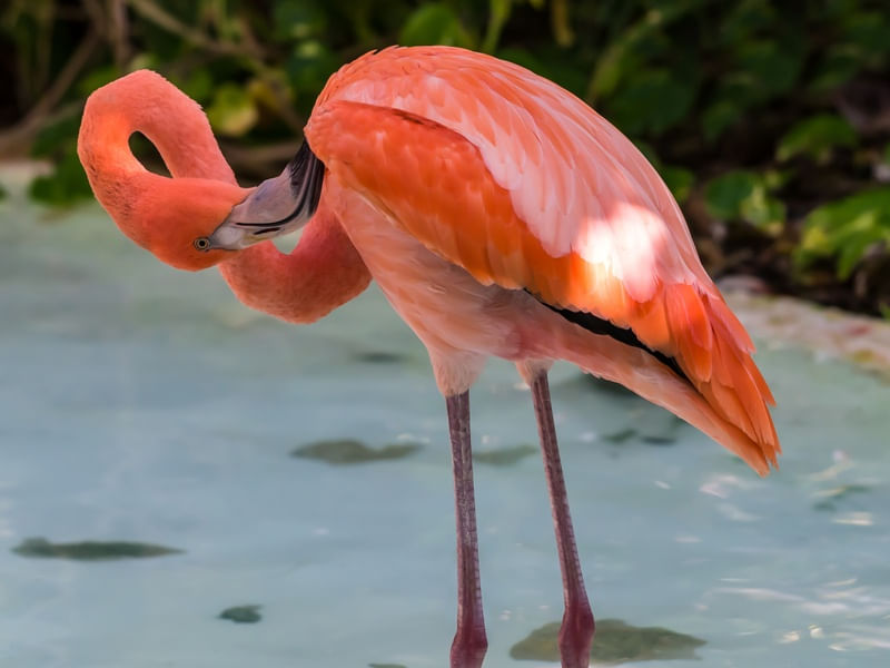 FLAMINGO CONTORCIONISTA
