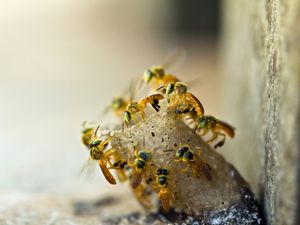 FOTO MACRO DE ABELHAS NA ENTRADA DA COLMÉIA