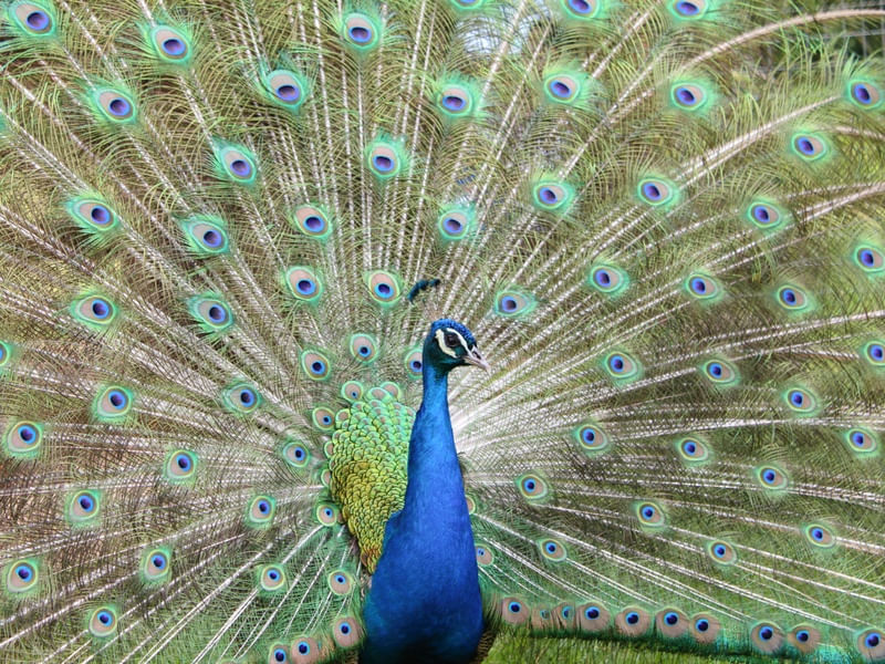 PAVÃO MOSTRANDO SUAS CORES EM FOTO FRONTAL