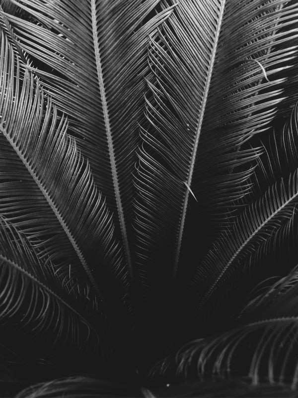 DETAILS IN THE GARDEN IV B&W