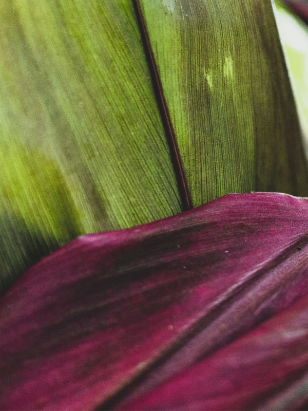 DETAILS IN THE GARDEN V