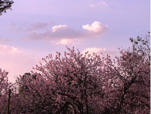 PINK SKY