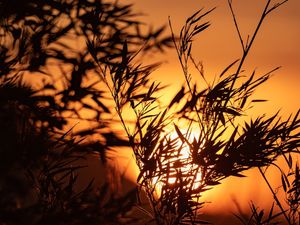 PLANT SILHOUETTE