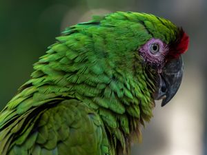 PAPAGAIO VERDE
