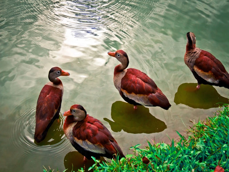 LOS MARREQUITOS