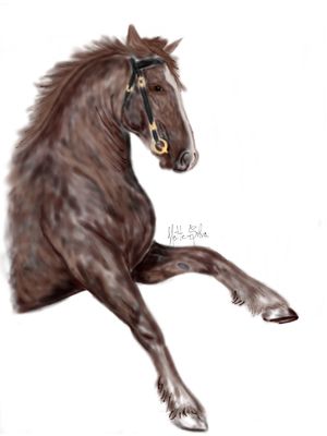 CAVALO1