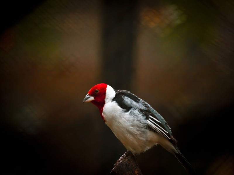 CARDINAL