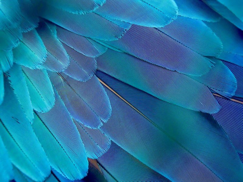 PTERÓN